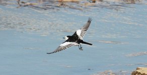 White Wagtail.jpg