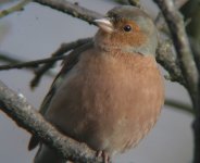 chaffinch.jpg