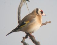 Goldfinch.jpg