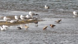 Bar-tailed Godwits and Great Knots.jpg