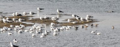 Black-tailed, Black-headed Gulls.jpg