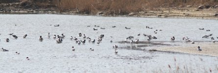 Common Shelduck and others.jpg