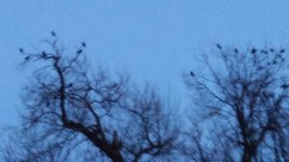 Bird Corvid roost wychall1.jpg