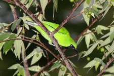 4 Malaysia, Taman Negara NP.JPG