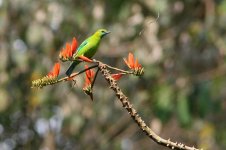 5 Thailand, Khao Yai NP.JPG