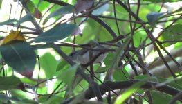 IMG_1359 Ijima's Leaf Warbler @ Po Toi.JPG