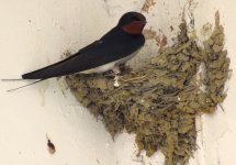 IMG_1338 Barn Swallow @ Tai O.JPG