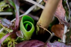 first-glimpse-of-greater-butterfly-orchid2.jpg