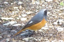 redstart 2a1.jpg