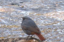 redstart 5a.jpg