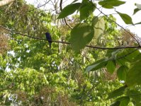 blue moustached bee-eater.JPG