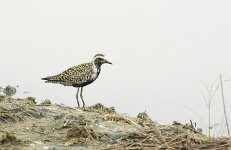 pac golden plover breed MP V2 300PF_DSC1402.jpg