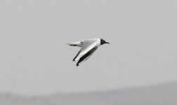 Black-headed Gull.jpg