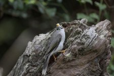 noisy miners WW D810 S_DSC3450.jpg