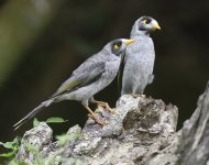 noisy miners  WW D810_DSC3403.jpg