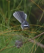 grey fantail fan WW D810_DSC3339.jpg