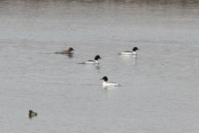 Common Merganser.jpg