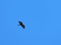 2015.05.06 Female Honey Buzzard.JPG