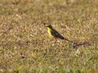 yellow wagtail.JPG