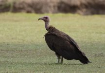 hooded vulture.JPG