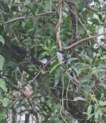 Pied Cuckoo @ Halus 2015 03 15 5L5A5541.jpg