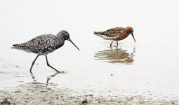 sp redshank curlew sand breed MP V2 300PF_DSC1425.jpg