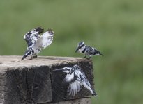 kingfisher threesome.JPG
