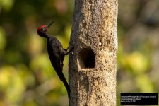 Andaman Woodpecker.jpg