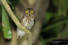 Oriental Scops-Owl.jpg