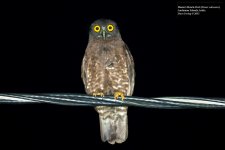 Hume's Hawk-Owl 2.jpg