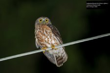 Andaman Hawk-Owl.jpg