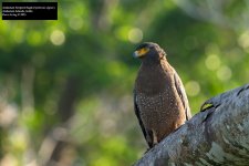 Andaman Serpent Eagle.jpg
