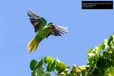 Long-tailed Parakeet.jpg