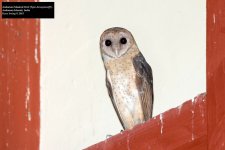 Andaman Masked Owl.jpg