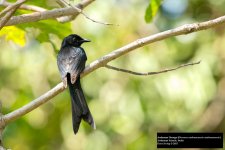 Andaman Drongo.jpg