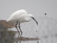 Little Egret  fish 3.jpg