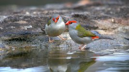 Red-browed Finches4Syd GH4 sts80hd 4k 9Mar 2015.jpg