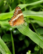 Butterfly near Rio Sarapiqui.jpg