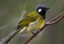 White-eared Honeyeater2 Syd GH4 sts80hd 9Mar 2015.jpg