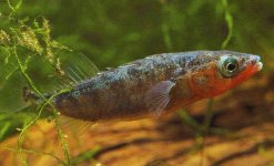 MaleStickleback.jpg