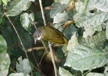 red-tailed greenbul.JPG