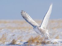 Snowy%20Owl%20%231-X2.jpg