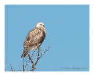 Wuerqihan%20Taiga%20-%20Rough-legged%20Buzzard%20%231-XL.jpg