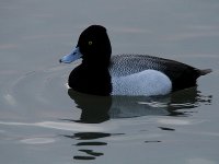 Lesser Scaup 1386.jpg