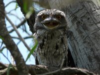 Tawny Frogmouth P1000986 - Copy.JPG