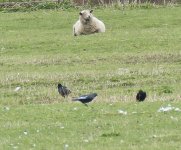 A white winged Jackdaw..jpg