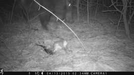 Wild Boar 2 small.jpg