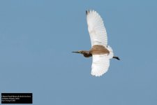 Chinese Pond-Heron 3.jpg