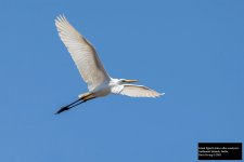 Great Egret.jpg