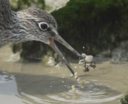 redshank breed MP D810 300mm crop_DSC6002 copy.jpg